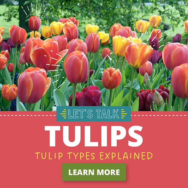 Let's Talk Tulips