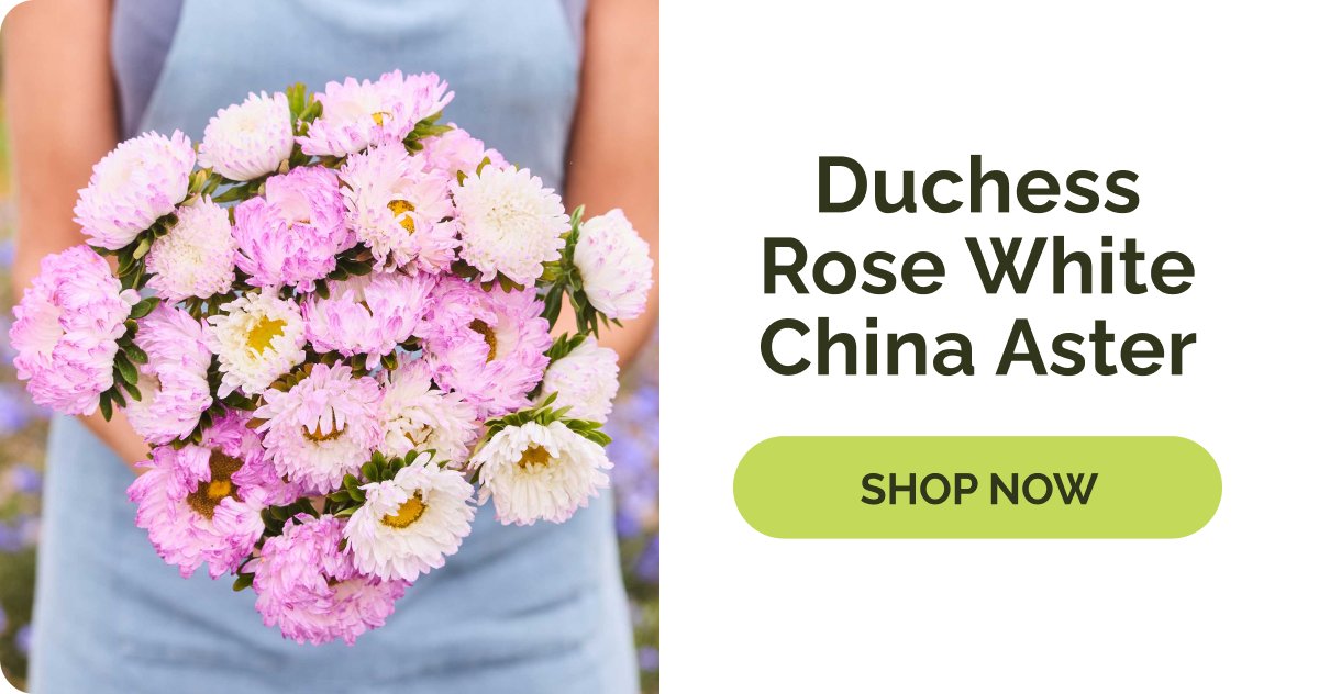 Duchess Rose White China Aster