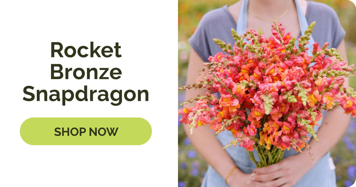 Rocket Bronze Snapdragon