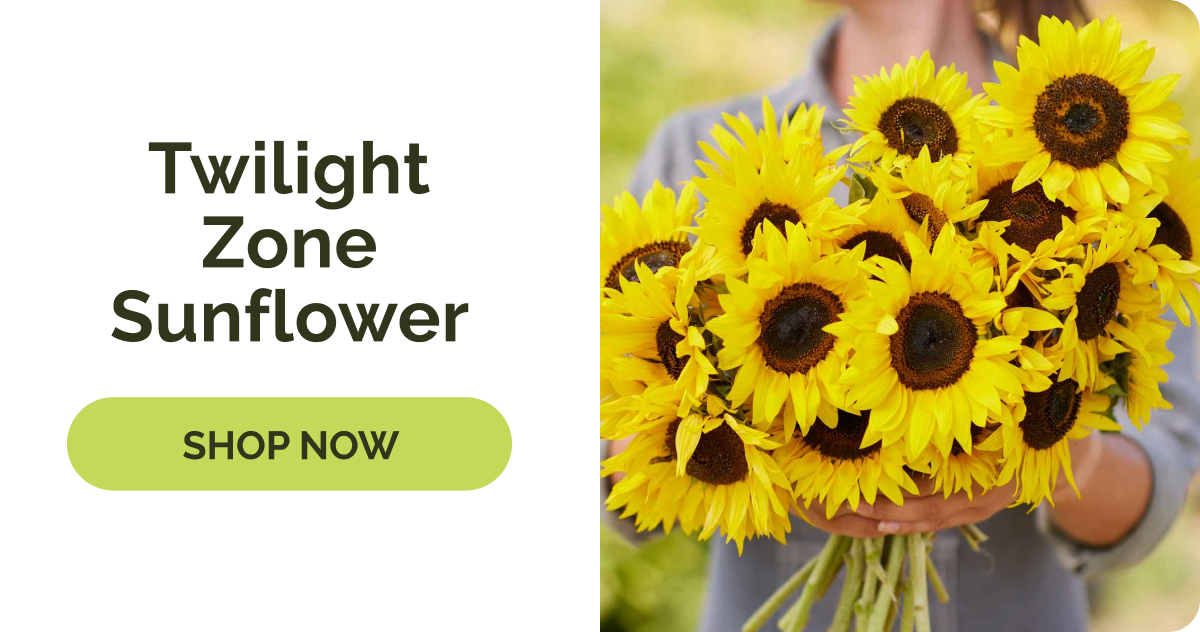 Twilight Zone Sunflower