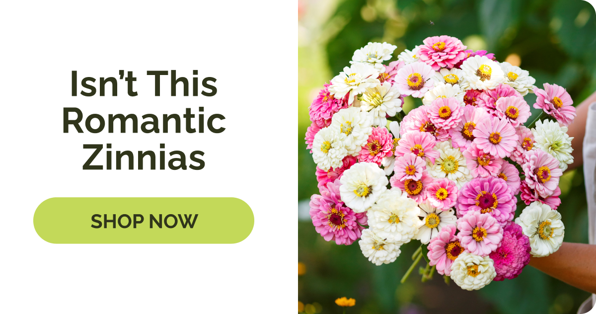 Isn't This Romantic Zinnias