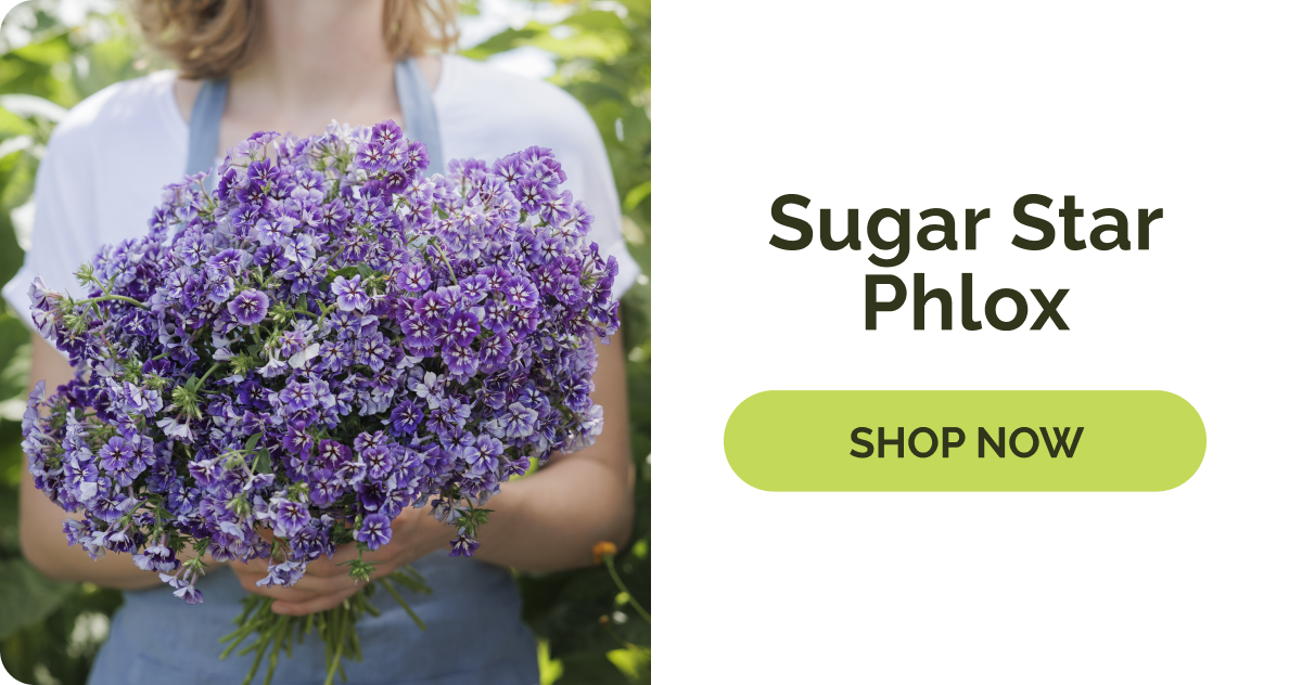 Sugar Star Phlox