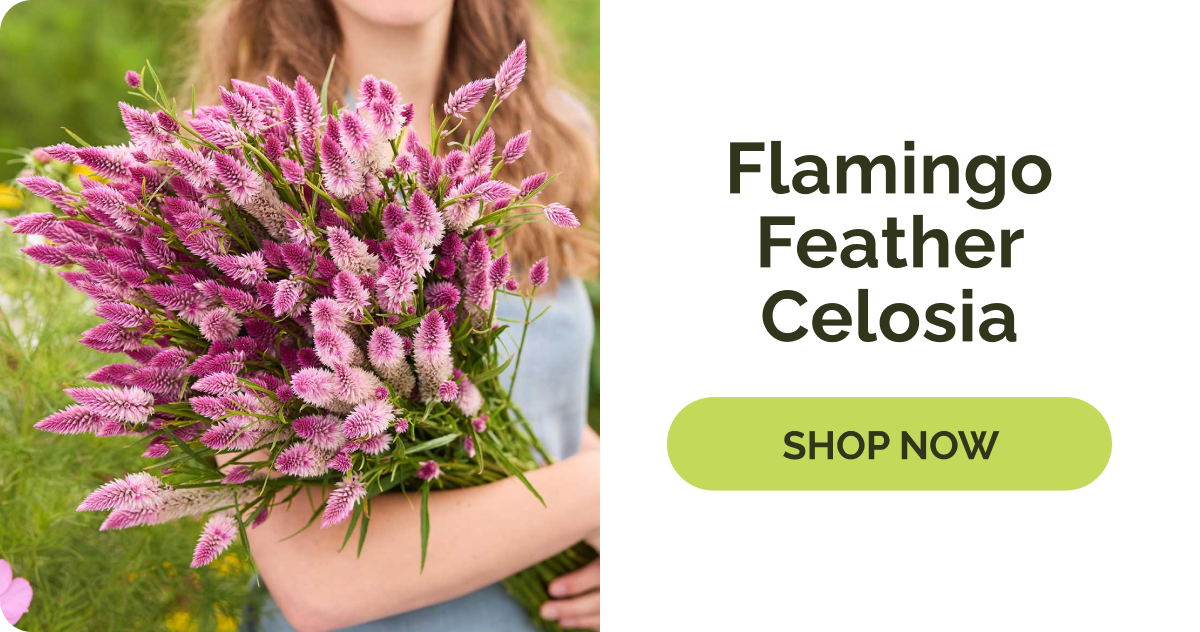 Flamingo Feather Celosia