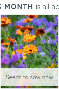 Seeds to sow now