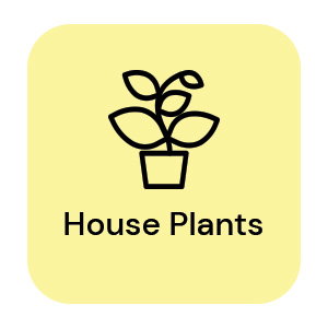 House Plants