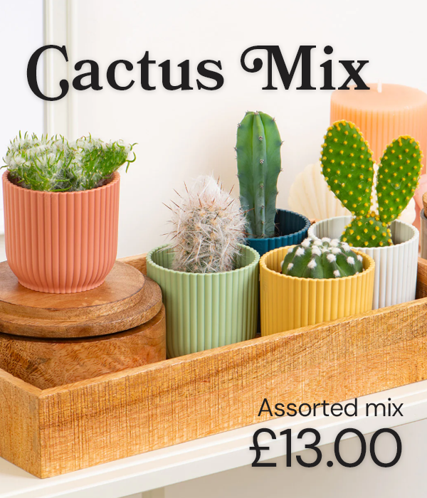 Cactus mix