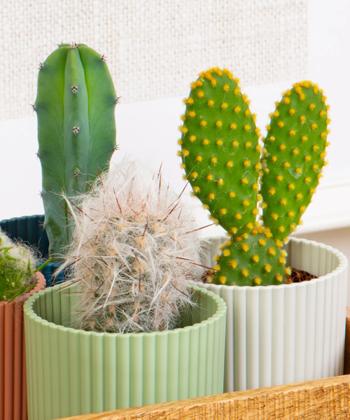 Cactus mix