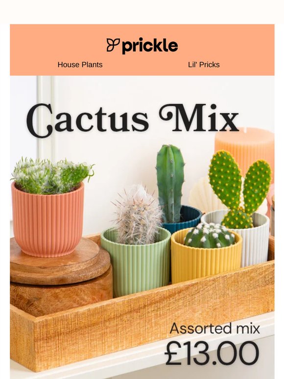Say hello to our prickly little friends! 🌵