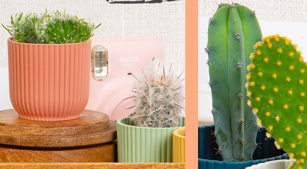 Cactus mix