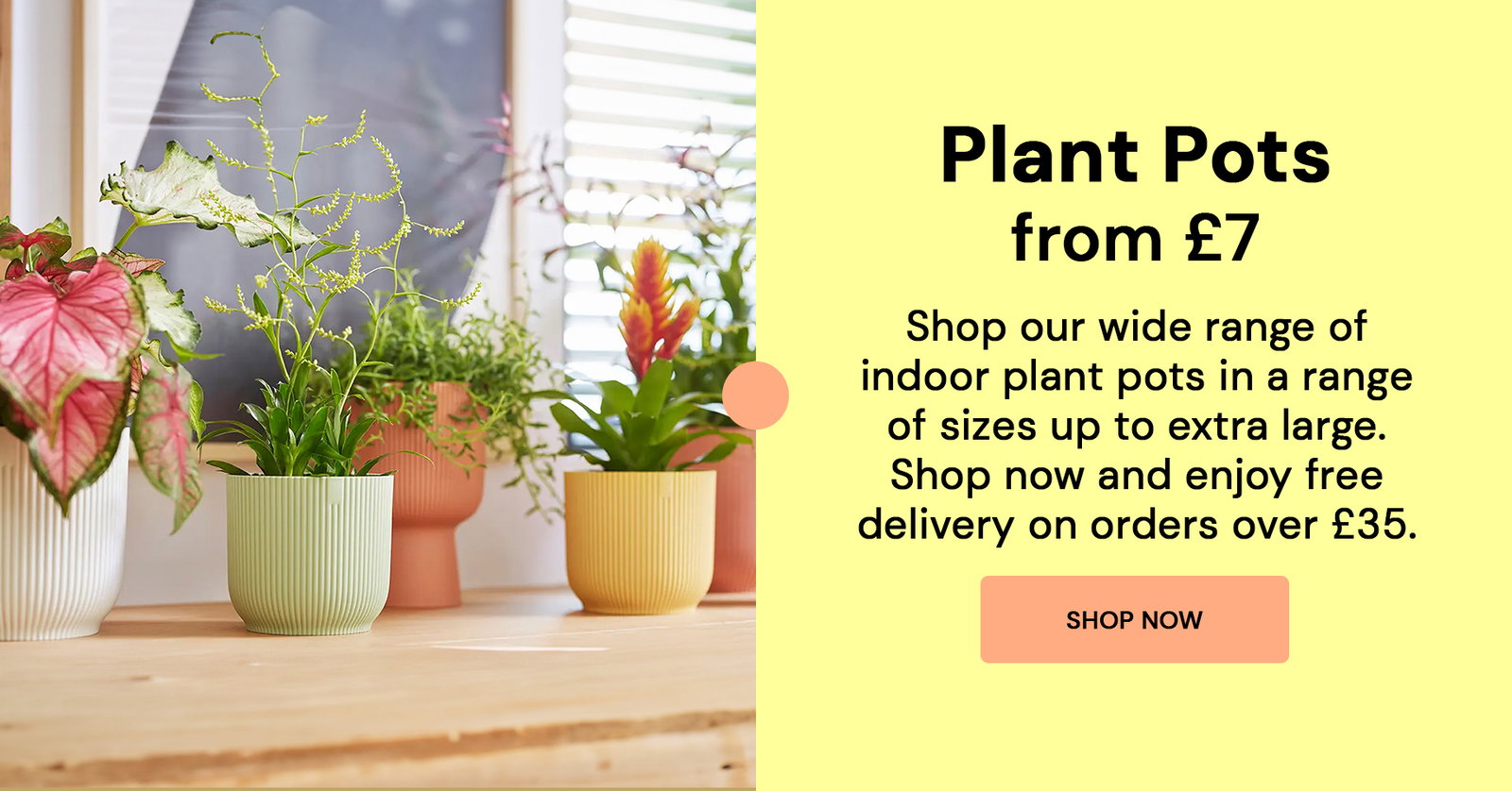 Swiss Cheese Plant