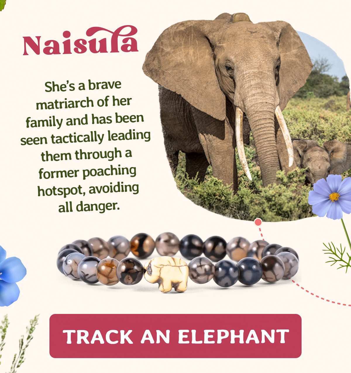 Naisula: She's a brave matriarch of her family and has been seen tactically leading them through a former poaching hotspot, avoiding all danger.