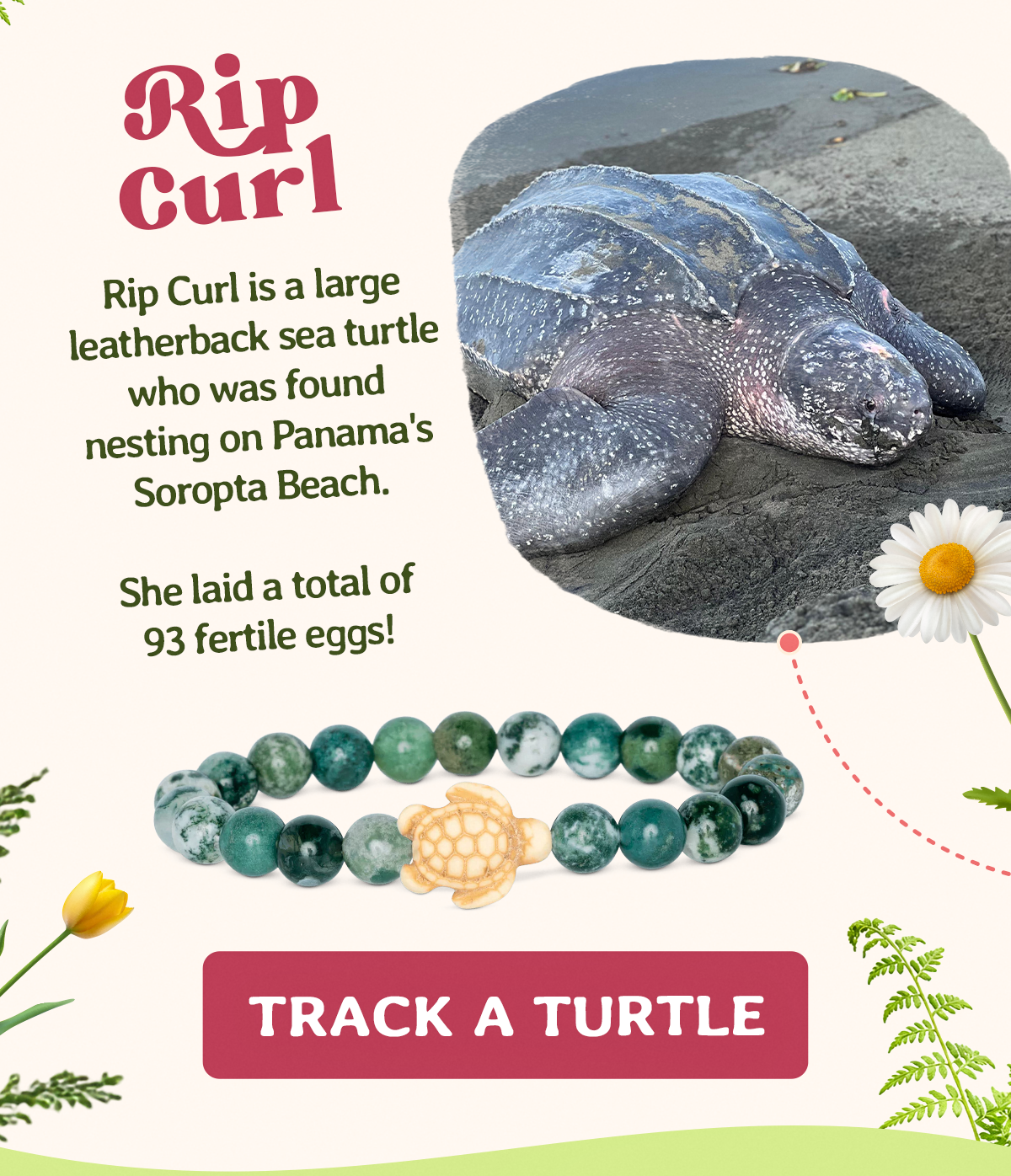 Rip Curl is a large leatherback sea turtle who was found nesting on Panama's Soropta Beach. She laid a total of 93 fertile eggs!