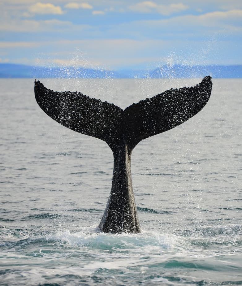 Tadoussac, le pays des baleines