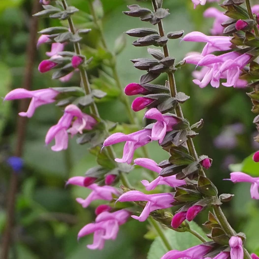 Salvia