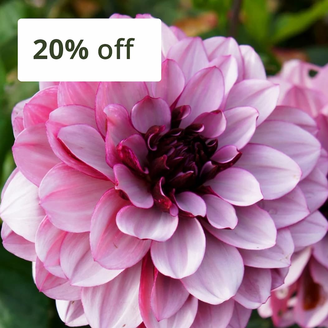 Dahlia 'Crème de Cassis'