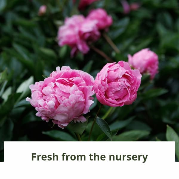 Fresh from the nursery