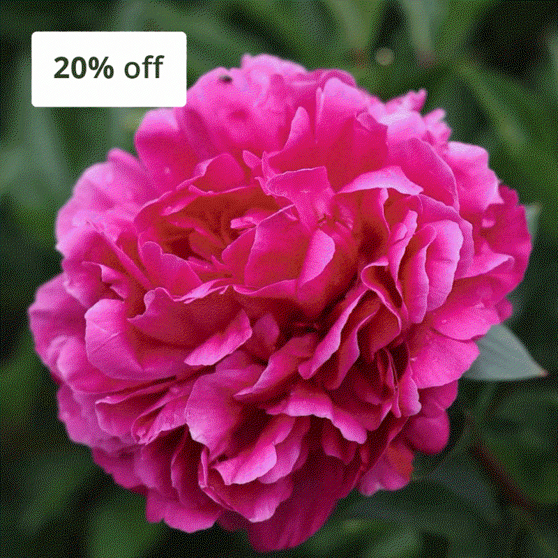 Peonies