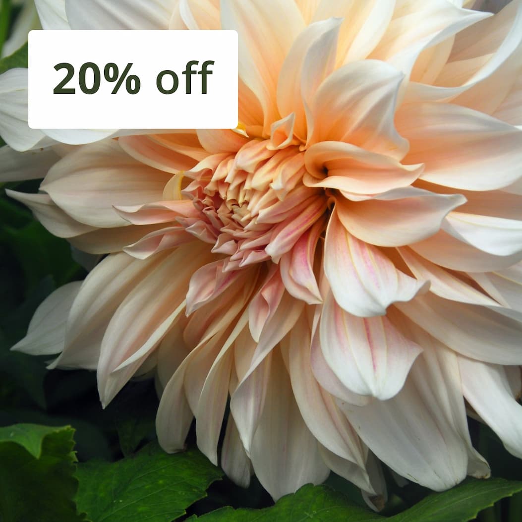 Dahlia 'Café au Lait'