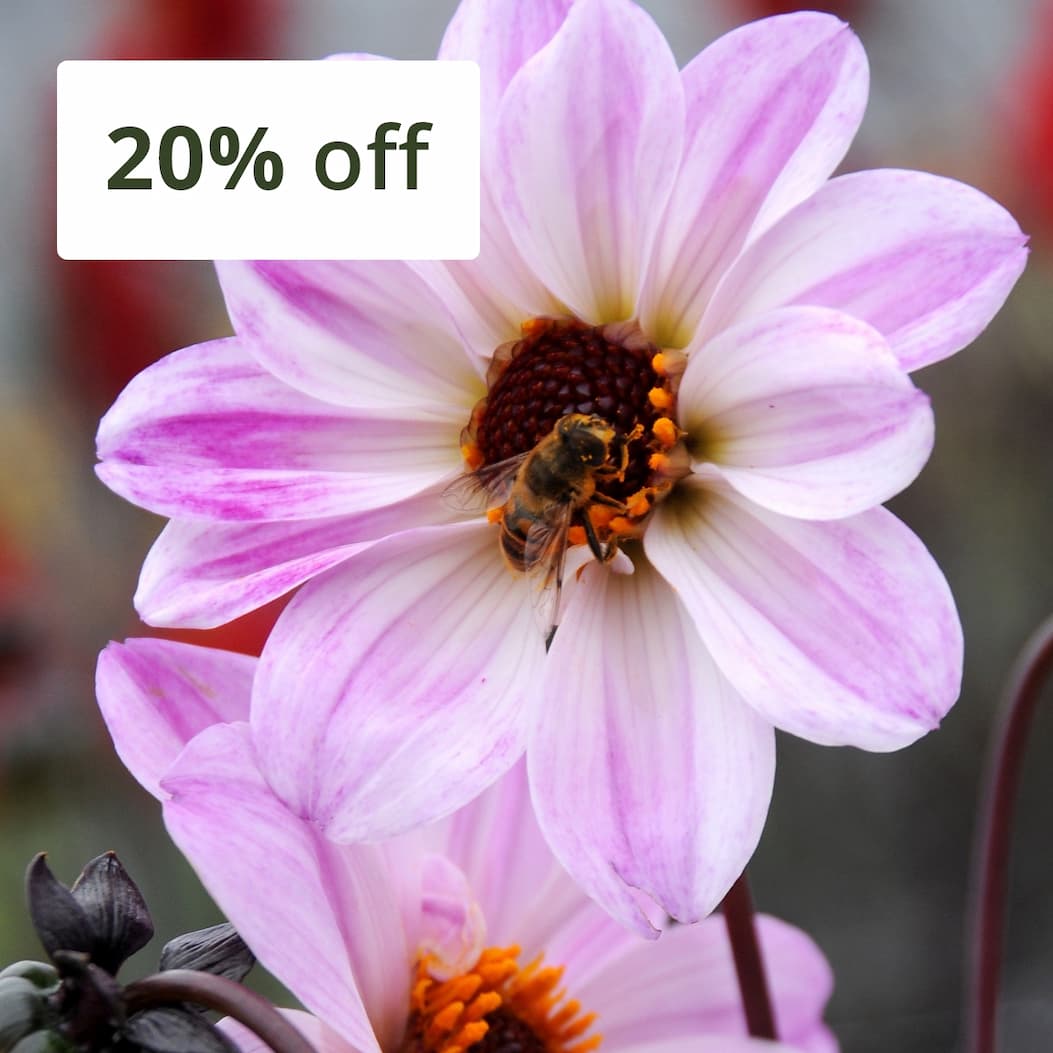 Dahlia 'Bishop of Leicester'