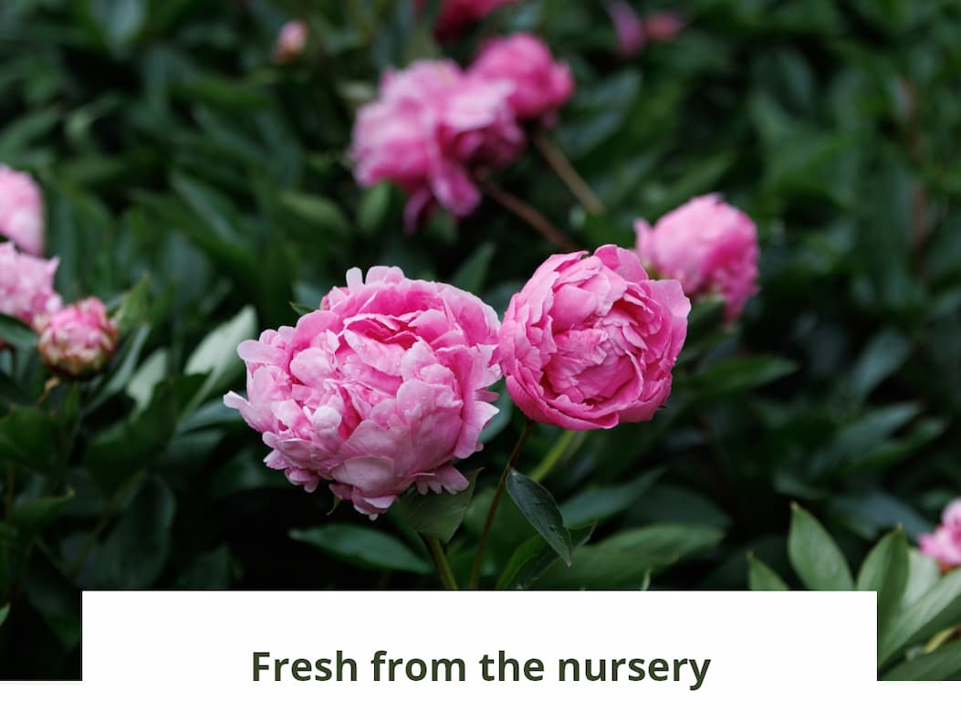 Fresh from the nursery
