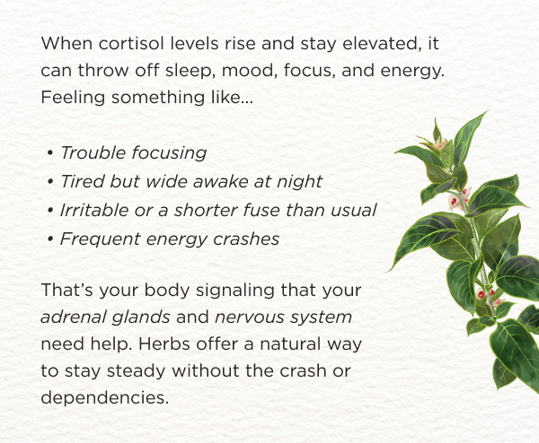 When cortisol levels rise and stay elevated, it can throw off sleep, mood, focus and energy