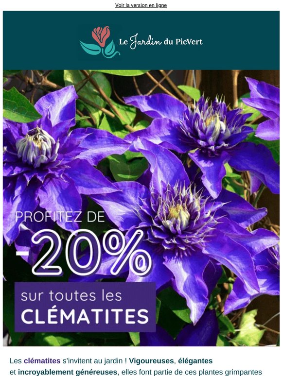 -20% sur toutes les clématites c’est jusqu’à mercredi seulement !