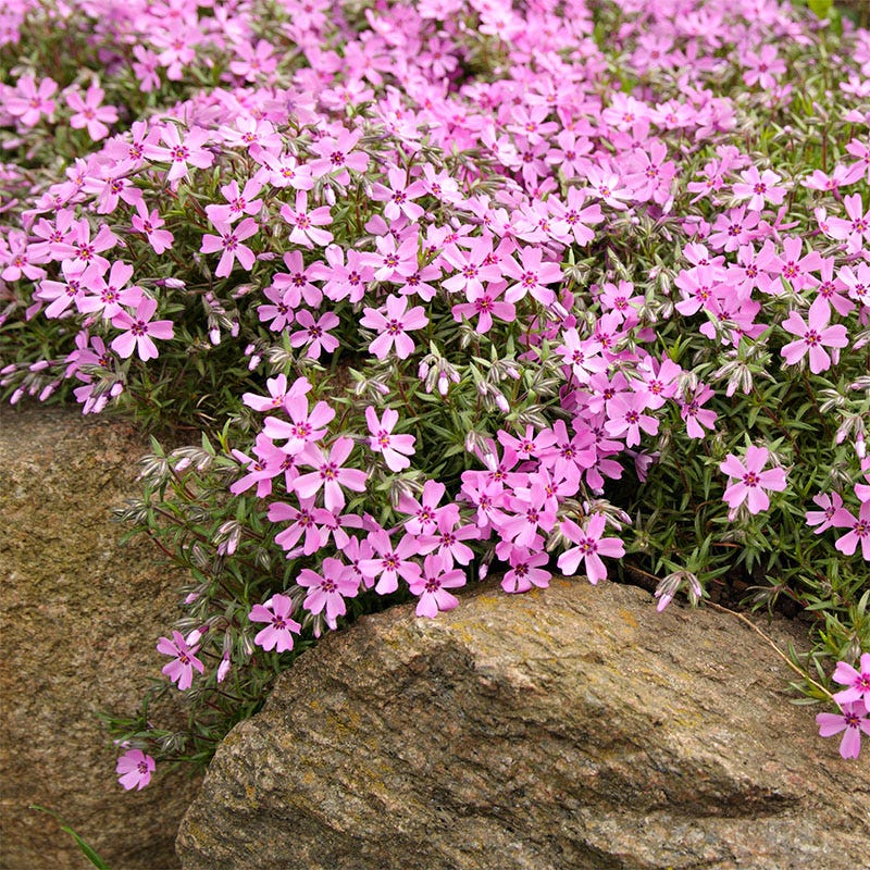 Creeping Phlox