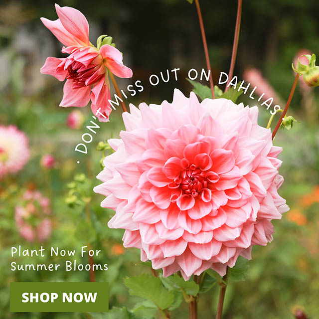 Plant now for summer blooms