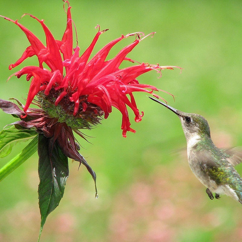 Bee Balm Hummingbird