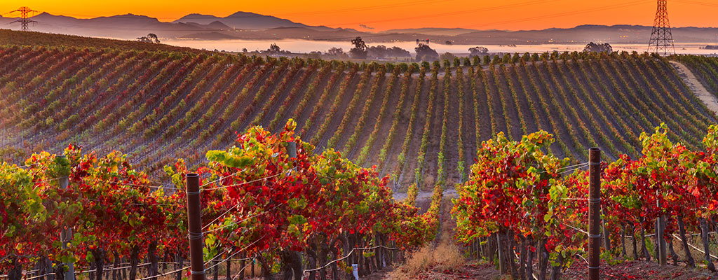 Image of a Vineyard at Sunset