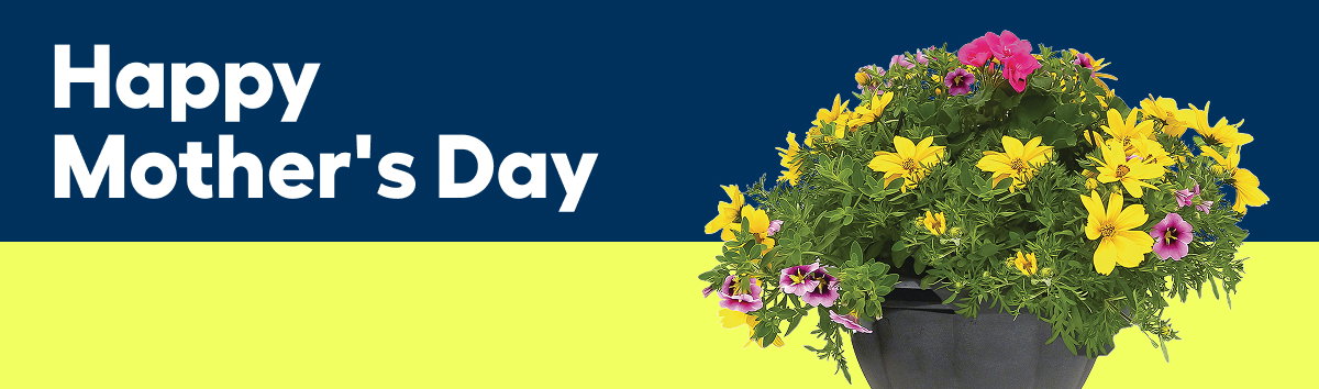 YOUR CHOICE $27.99* EA. Mother's Day Assortment in Planter or in Hanging Basket