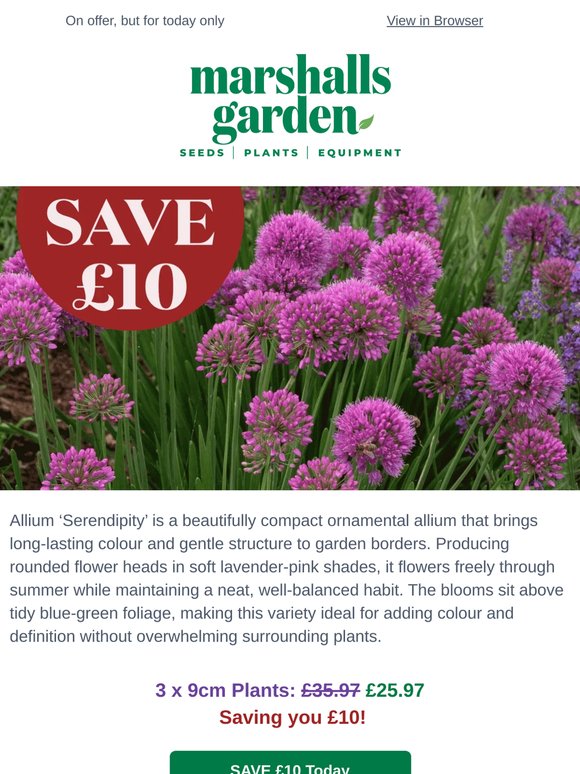 Meet the allium gardeners can’t stop talking about: Serendipity