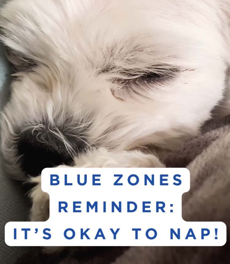 A blue zones instagram post that reads, 'It's okay to nap!' With an adorable picture of a puppy sleeping.