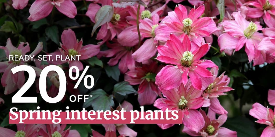 Summer interest plants