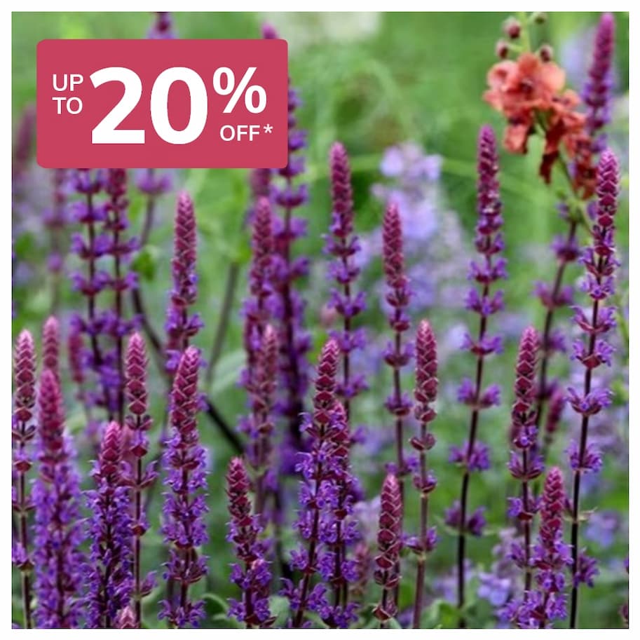 Salvia 