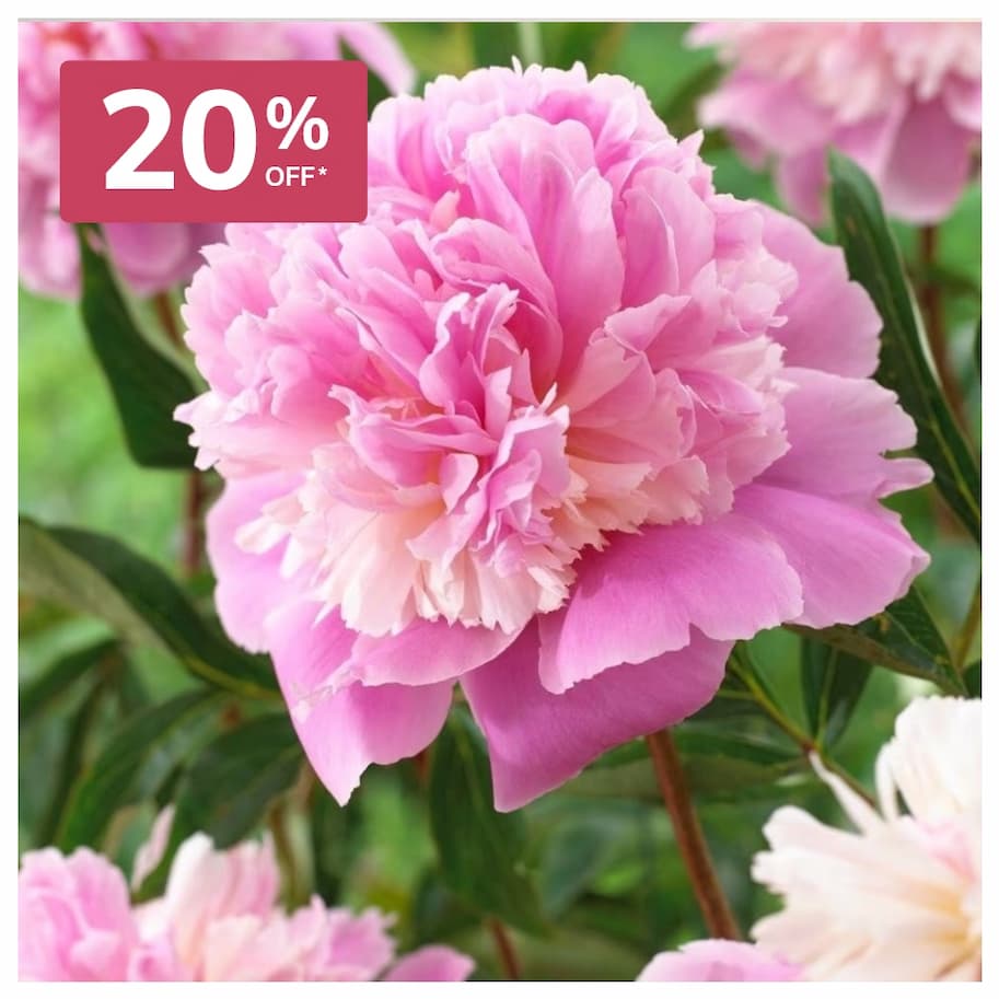 Potted peonies