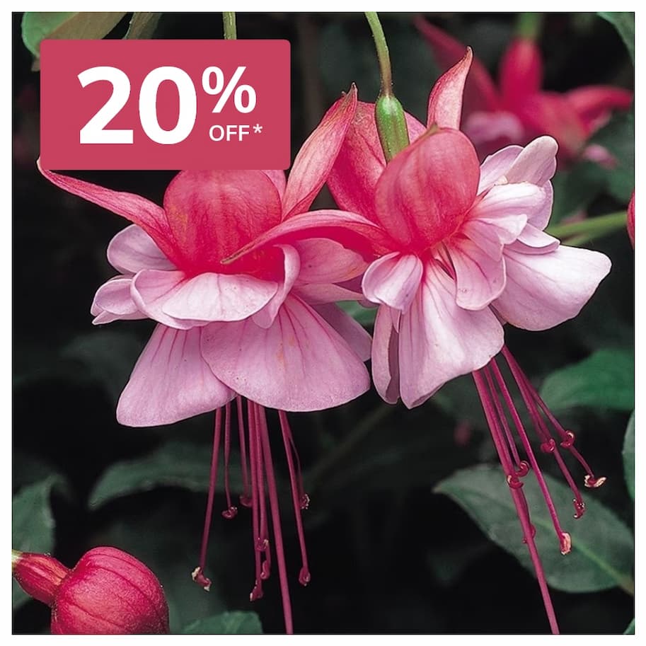 Garden ready bedding 