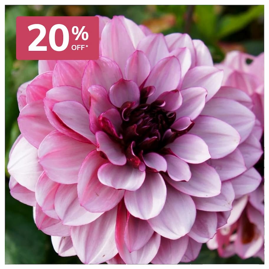 Potted dahlias 