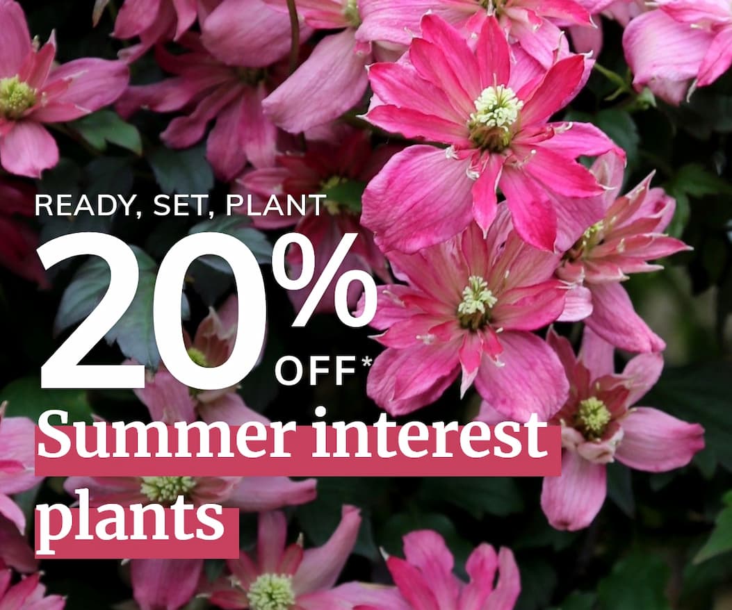 Summer interest plants