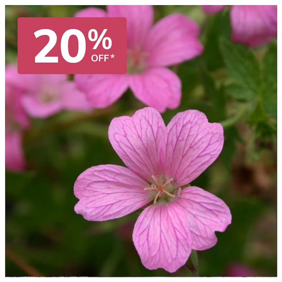 Geraniums