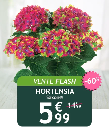L'hortensia Saxon est à 5,99€ au lieu de 14,99€ pendant 48h !