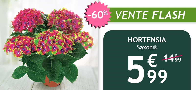 Hortensia Saxon