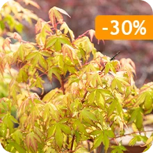 Érable du Japon Katsura