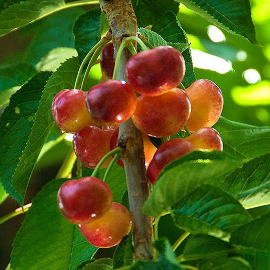 FRESH RAINIER CHERRIES