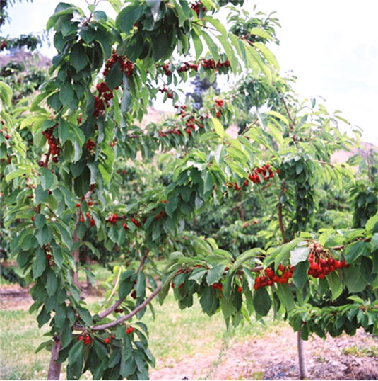 Fresh Sweetheart Cherries