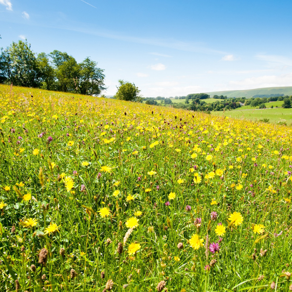 Bell Sykes Hay Meadow