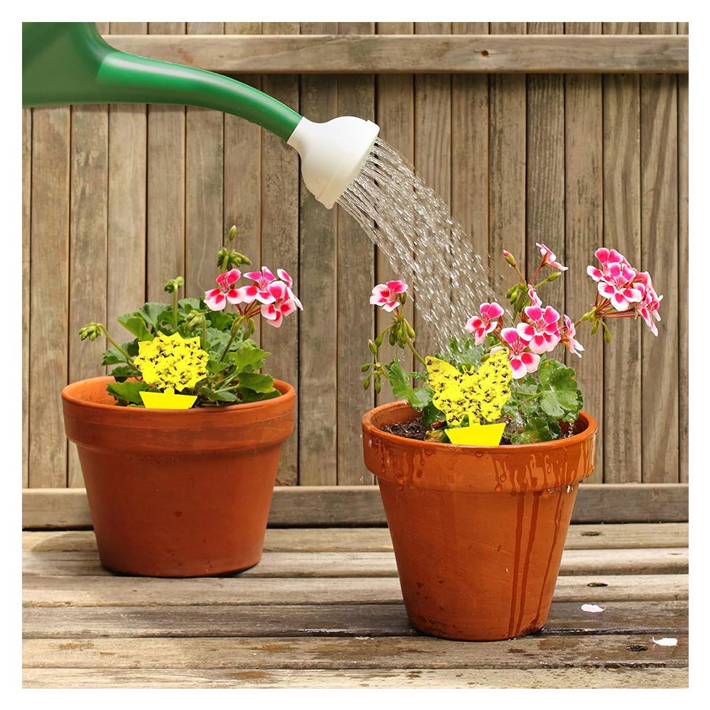 Ashley Sticky Fly Traps - 10 Traps - £2.99 delivered