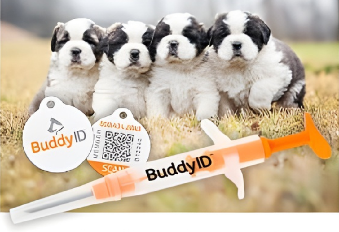 BuddyID