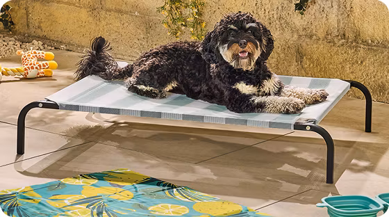 Elevated Pet Bed Specialbuys Image