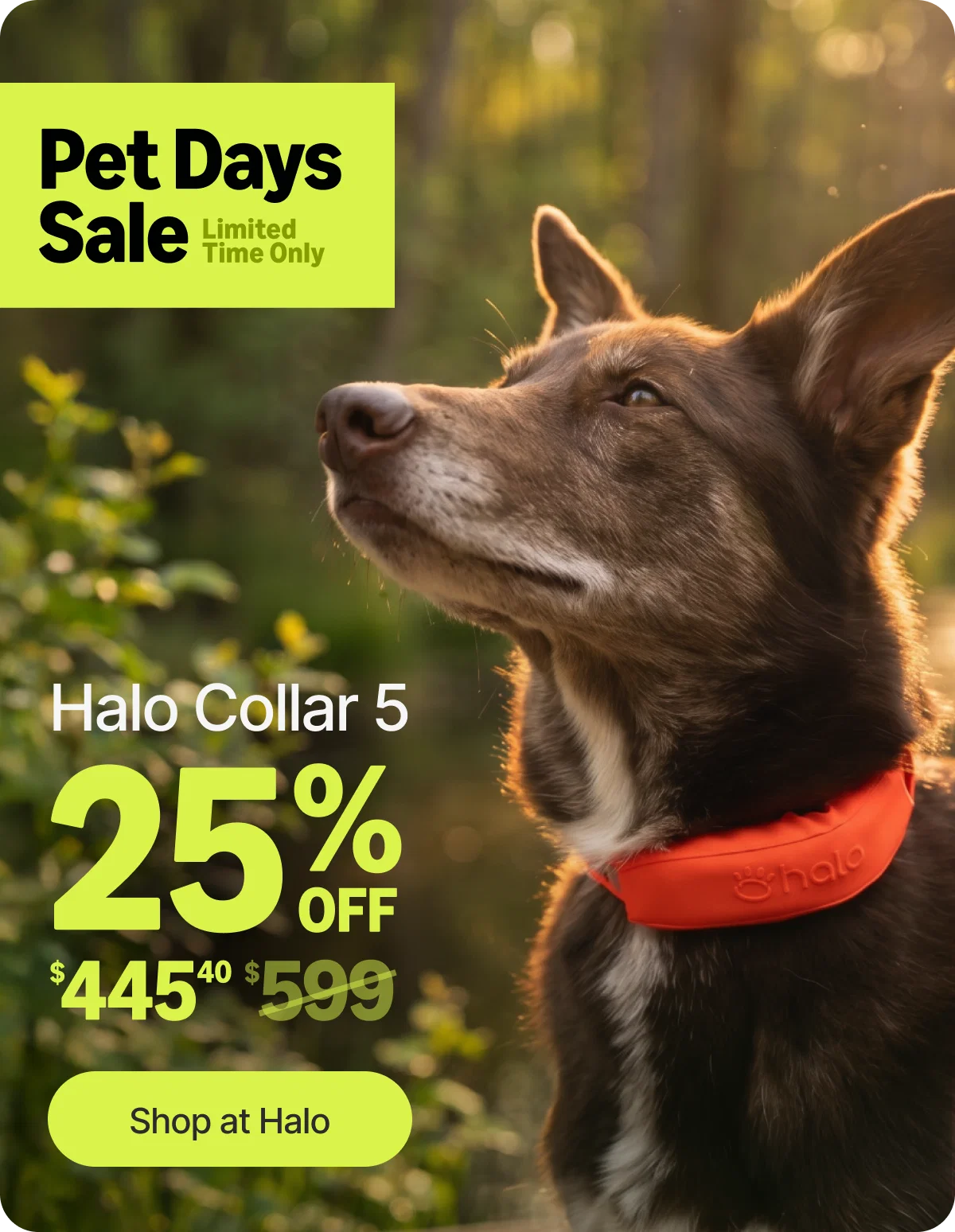Our biggest Halo Collar 5 deal is back. Take 25% off during the Pet Days Sale and give your dog safe off-leash freedom. Limited time only, don't miss it.